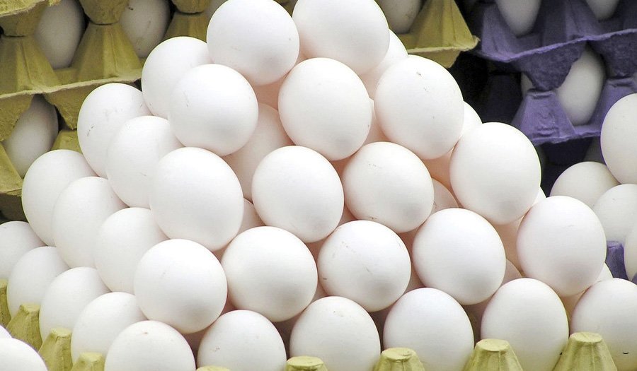 itpnews_egg0305-6